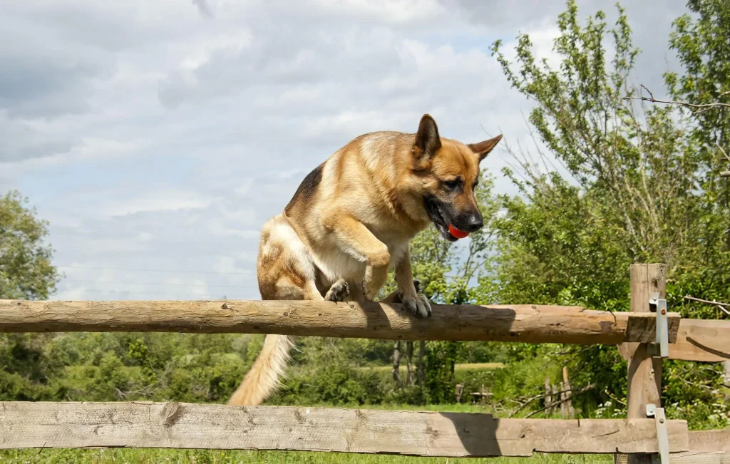 Essential Training Tips for Adult German Shepherds Essential Training Tips for Adult German Shepherds