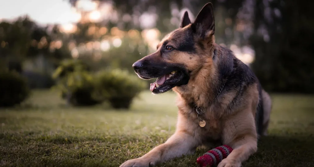 Why Training Your German Shepherd Matters Why Training Your German Shepherd Matters