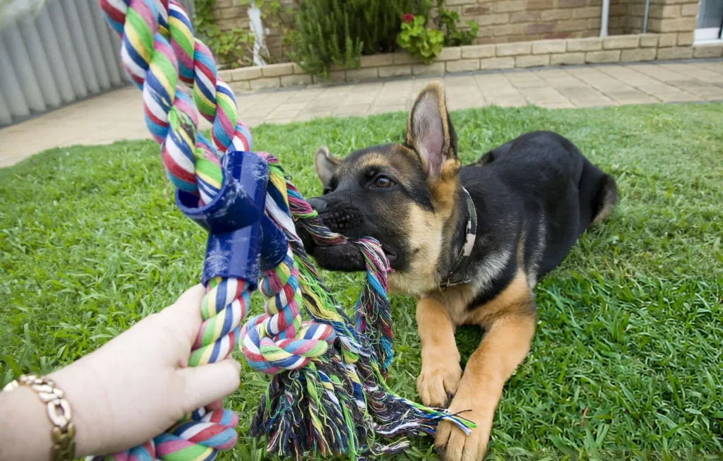 Advanced Training Techniques Advanced Training Techniques