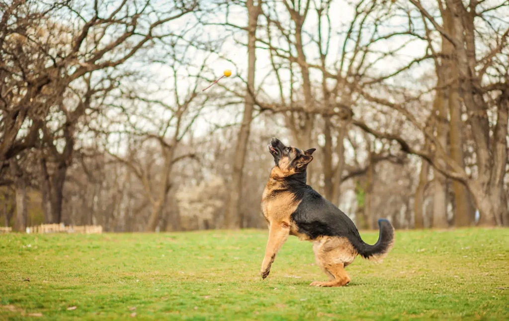 Master Leash Manners for Controlled Walks Master Leash Manners for Controlled Walks