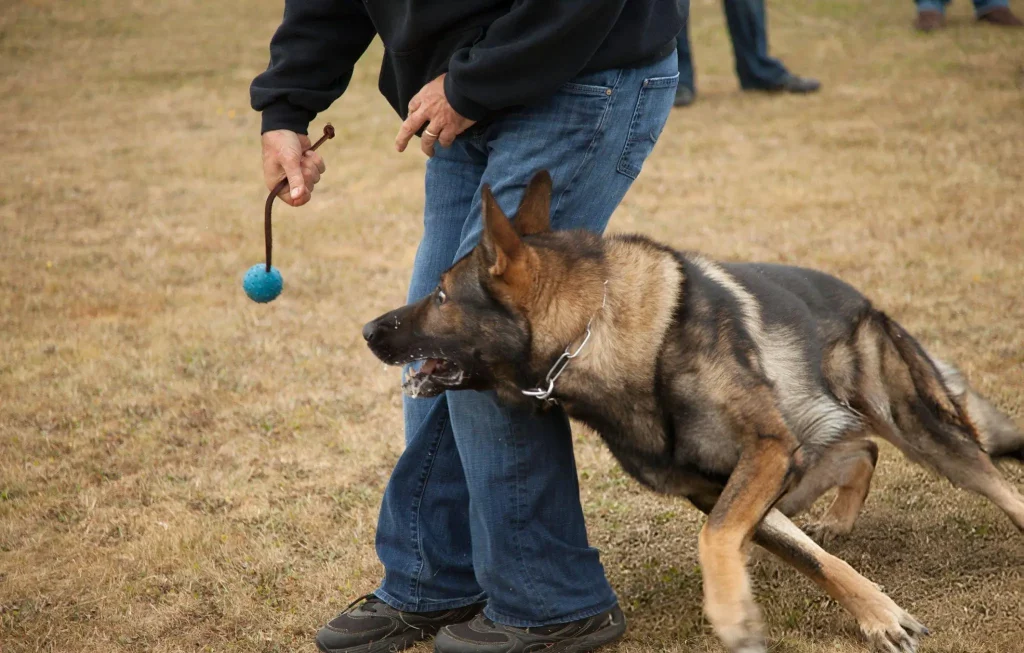 Prioritize Socialization with People and Pets Prioritize Socialization with People and Pets